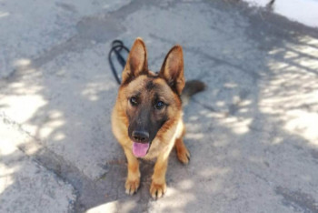 Фотография к новости: Собаки раскрыли более 800 преступлений в Акмолинской области