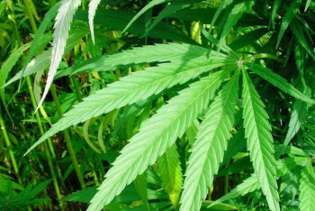 Фотография к новости: Житель Алматинской области выращивал коноплю у себя в огороде