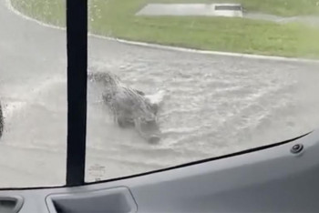 Фотография к новости: Огромный аллигатор на дороге в США попал на видео