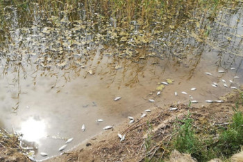 Фотография к новости: Массовая гибель рыбы произошла в СКО