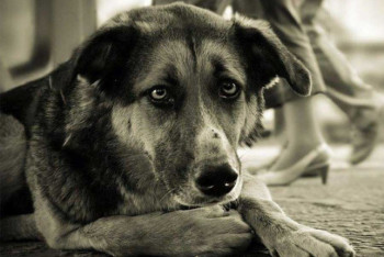 Фотография к новости: За жестокое обращение с животными в Великобритании будут сажать на 5 лет