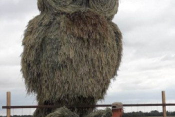 Фотография к новости: Соломенная сова появилась в Акмолинской области