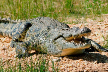 Фотография к новости: Танзания разрешит убить 10% своих крокодилов и бегемотов