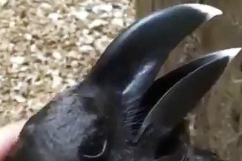 Фотография к новости: Ворона или кролик? Соцсети захватила новая оптическая иллюзия 