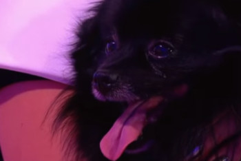 Фотография к новости: "Параллельная Вселенная": Собака-гипнотизер шокировала соцсети 