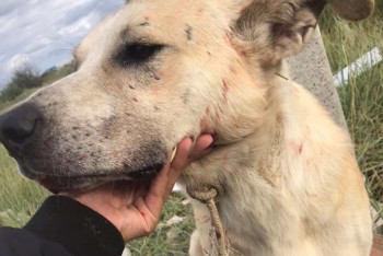 Фотография к новости: Акмолинские полицейские спасли собаку от подростков-живодеров и оштрафовали их родителей