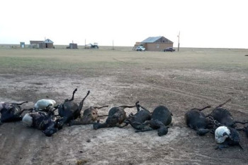 Фотография к новости: При пожаре в ЗКО сгорело более 100 голов скота