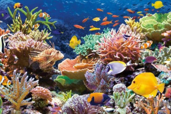 Фотография к новости: Исследователи в Израиле восстанавливают коралловые рифы с помощью 3D-печати