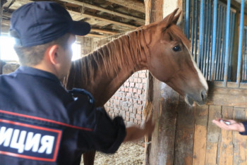 Фотография к новости: С помощью чипа, вживленного под кожу лошади, полиция раскрыла кражу табуна в Акмолинской области