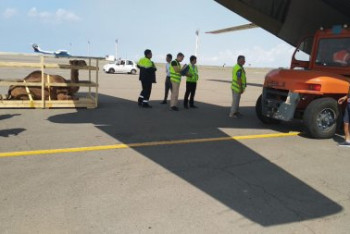 Фотография к новости: Шесть верблюдов улетели на киносъемки в Грузию из Актау