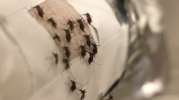 Фотография к новости: Ученые создали защищающую от комаров одежду