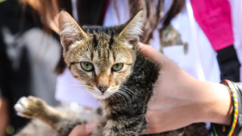 Фотография к новости: Более 100 бездомных кошек пристроили на выставках - ярмарках в Нур-Султане