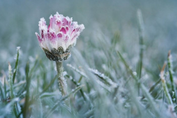 Фотография к новости: Заморозки до - 3 градусов ожидаются в РК в середине недели 