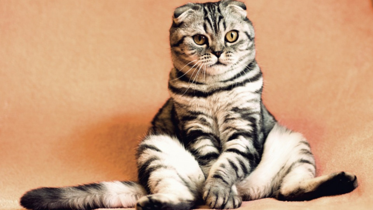  иллюстративное 