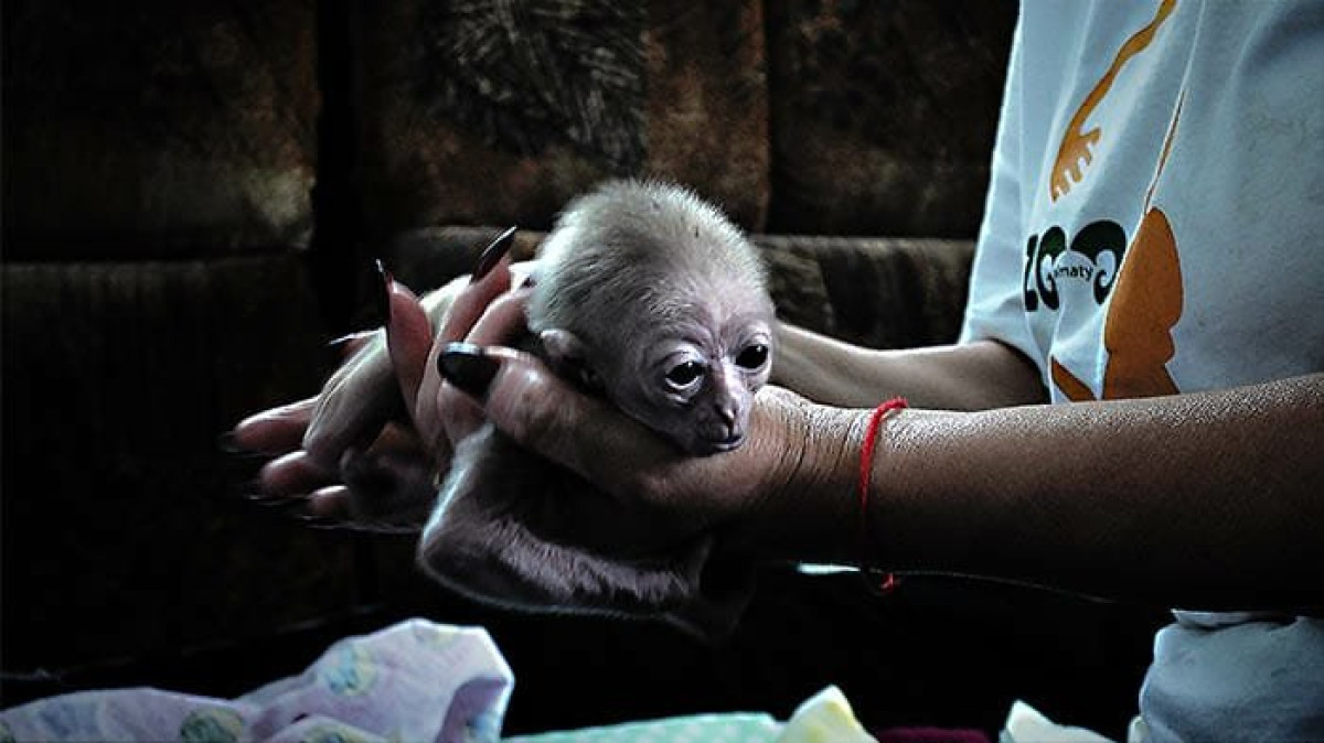  © пресс-служба Алматинского зоопарка