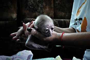 Фотография к новости: Детеныш белорукого гиббона родился в Алматинском зоопарке