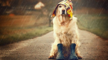 Фотография к новости:  Дождливая погода сохранится в Казахстане в ближайшие дни 