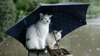 Фотография к новости: Дожди, град, усиление ветра: О погоде в Казахстане на 8 сентября рассказали синоптики