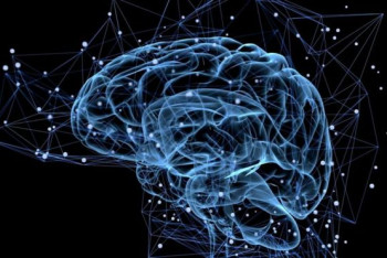 Фотография к новости: Ученые в лаборатории создали искусственный мозг