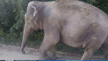 Фотография к новости: Сбежавший цирковой слон напугал жителей белорусской деревни