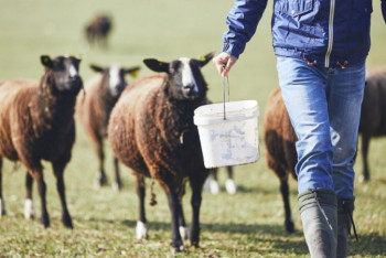 Фотография к новости: Казахстан готов сдавать поля в аренду скотоводам Узбекистана