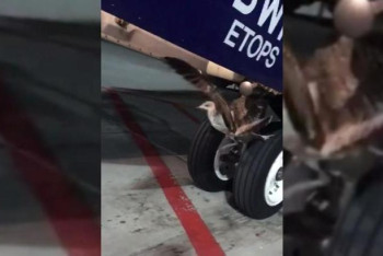 Фотография к новости: В летевший из Алматы в Лиссабон Boeing врезался гигантский баклан   