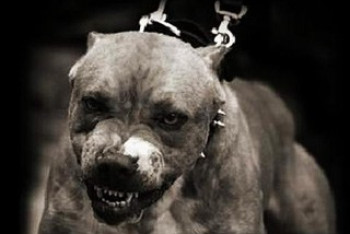 Фотография к новости: Питбультерьер разорвал гостью дома в Таразе