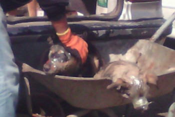 Фотография к новости: "Волонтер" обмотал морду собак скотчем и забрал их из пункта отлова в Алматы