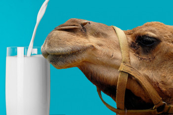 Фотография к новости: Казахстан будет поставлять в Китай верблюжье молоко