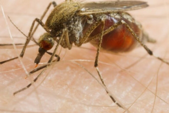 Фотография к новости: Две смерти, десятки зараженных: комары-убийцы грозят Соединенным Штатам