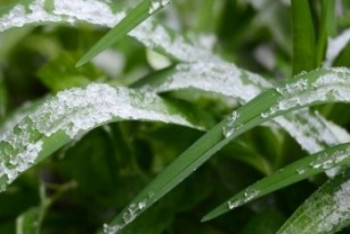 Фотография к новости: Заморозки ожидаются в четырех областях Казахстана