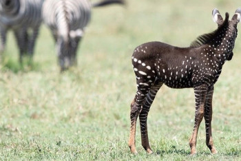Фотография к новости: Зебра в горошек родилась в Африке
