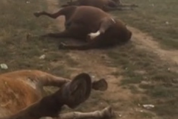 Фотография к новости: Трупы 28 лошадей обнаружены близ Нур-Султана