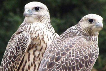 Фотография к новости: Иранца оштрафовали на 6 миллионов тенге за попытку вывоза соколов-балобанов из Казахстана