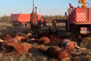 Фотография к новости: Хозяин 28 мертвых лошадей, которых нашли в Нур-Султане, обратился за помощью