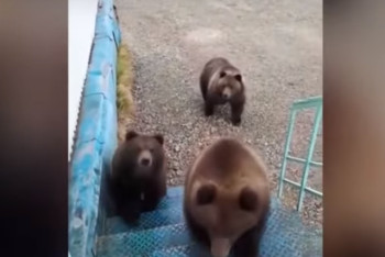 Фотография к новости: Медведи стали атаковать жителей ВКО