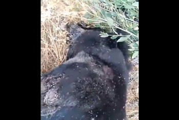 Фотография к новости: Труп медведя нашли в одном из спальных районов Нур-Султана