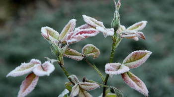 Фотография к новости: Похолодание до минус 5 градусов ожидается в Казахстане