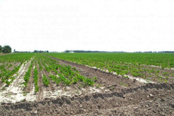 Фотография к новости: 3300 га земель вернули государству в Туркестанской области