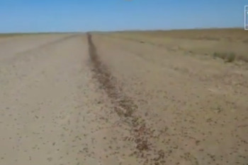 Фотография к новости: Тысячи мигрирующих жуков напугали водителей на западе Казахстана