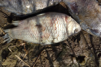 Фотография к новости: Рыба гибнет от неизвестного заболевания в Костанайской области