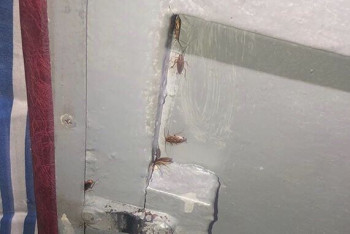 Фотография к новости: Пассажиров шокировал кишащий тараканами вагон поезда Астрахань – Атырау