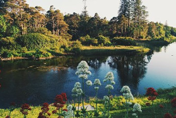 Фотография к новости: Ирландия планирует посадить 440 миллионов деревьев к 2040 году