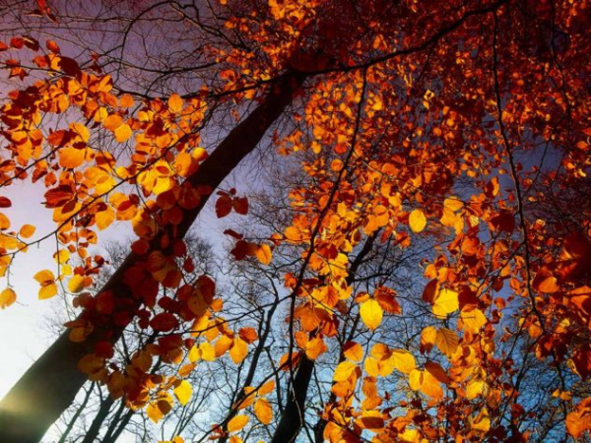  иллюстративное 