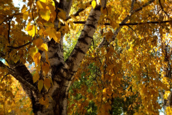 Фотография к новости: Ясная погода ожидается в Казахстане