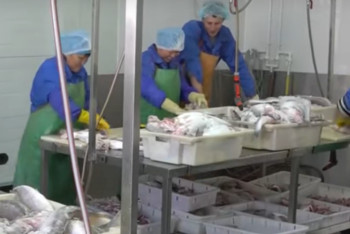 Фотография к новости: Зайсанская рыба пользуется спросом на рынках США и Китая 