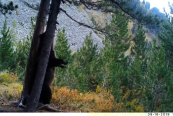 Фотография к новости: Чешущие спину медведи попали в фотоловушку в ВКО