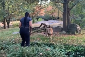 Фотография к новости: Залезла в вольер, чтобы подразнить льва в Нью-Йорке