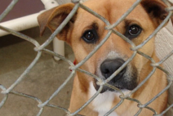 Фотография к новости: Зоозащитник обратился к Сагинтаеву из-за продажи собачьего мяса и жестокого отлова