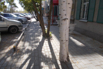 Фотография к новости: Деревья забетонировали на одной из улиц Усть-Каменогорска 